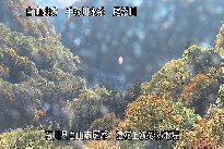 猿花 のカメラ画像