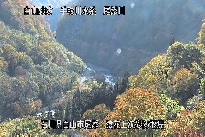 猿花 のカメラ画像