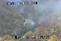 猿花 のカメラ画像